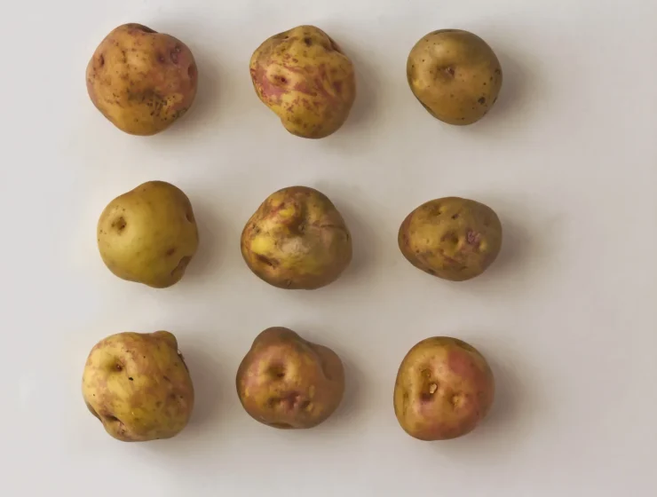 Papas bonitas de Canarias, una de las variedades tradicionales de papas antiguas