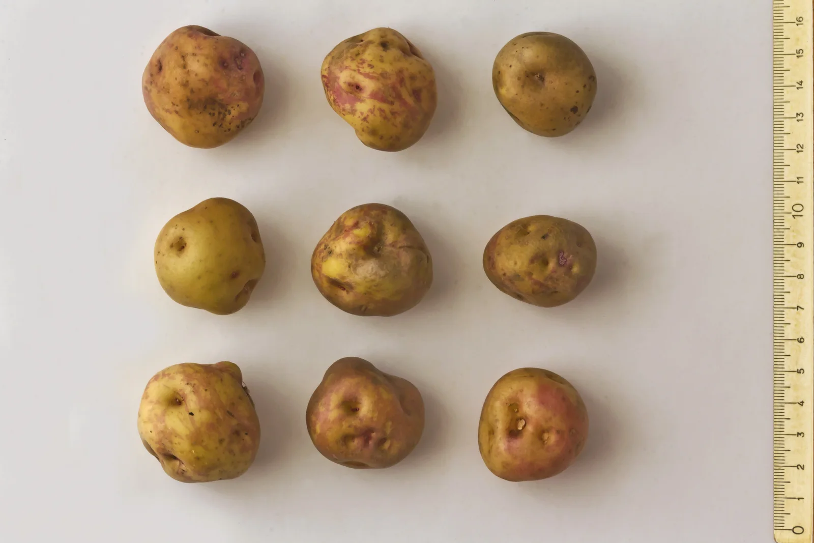 Papas bonitas de Canarias, una de las variedades tradicionales de papas antiguas