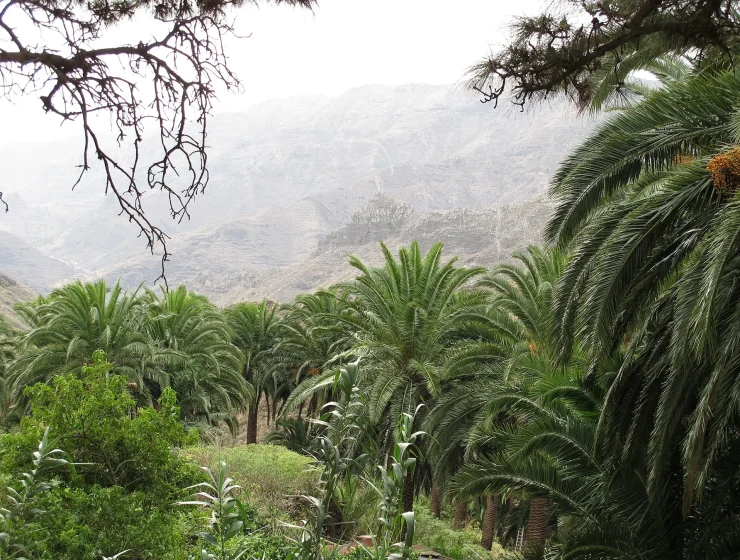 Palmera canaria Phoenix canariensis en La Gomera