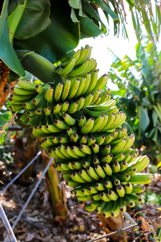 Racimo de plátanos verdes creciendo en una platanera de Tenerife