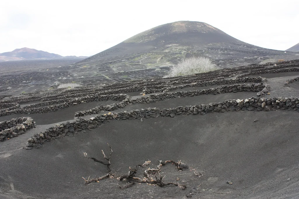 Viñedos en La Geria, Lanzarote, donde cada vid crece protegida por el terreno volcánico