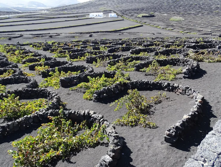 Viñedos de La Geria en Lanzarote, vides en hoyos rodeados de muros semicirculares de piedra volcánica