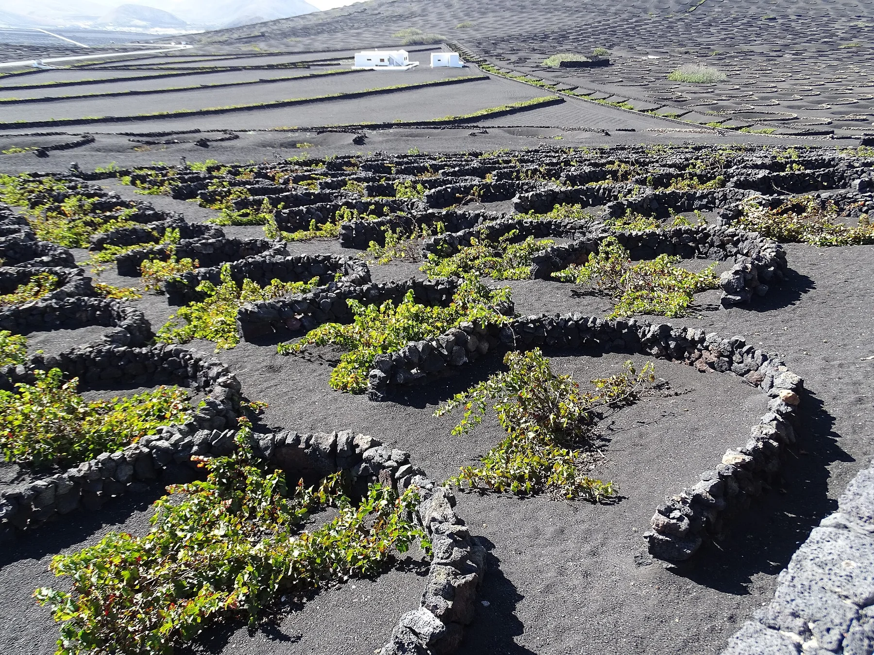 Viñedos de La Geria en Lanzarote, vides en hoyos rodeados de muros semicirculares de piedra volcánica